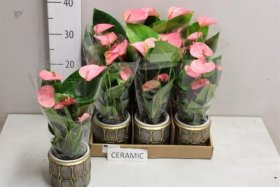 Kambarinis augalas, antūris keraminiame vazonėlyje, vazonėlio skersmuo 9 cm.
