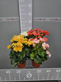 Vienmetė gėlė, begonija "Elatior", vazono skersmuo 15 cm.
