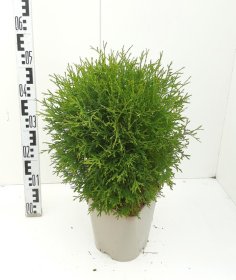 Spygliuotis, tuja vakarinė "Tiny Tim", vazonas 2 l.