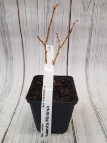 Dekoratyvinis medis, liepa mažalapė "Komsta Minima, vazonėlio skersmuo 9 cm.