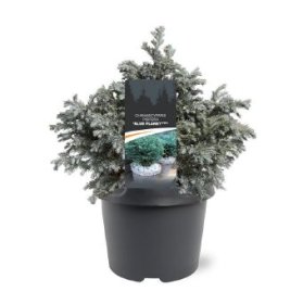 Spygliuotis, puskiparisis žirniasėklis "Blue Planet", vazonėlio skersmuo 19 cm.