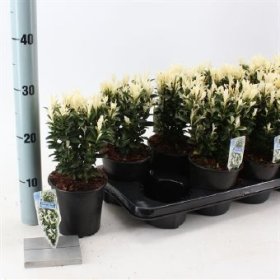 Dekoratyvinis krūmas, ožekšnis "Paloma Blanca", vazonėlio skersmuo 13 cm.