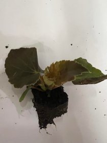 Gėlių daigelis, begonija "Illumination F1 Scarlet", 1 vnt.