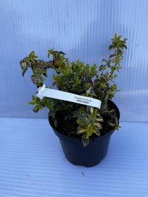 Dekoratyvinis krūmas, fortūno ožekšnis "Harleguin", vazonas 3 l.