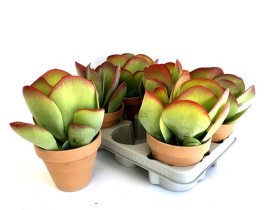 Kambarinis augalas, kalankė "Thyrsift", vazono skersmuo 13 cm.