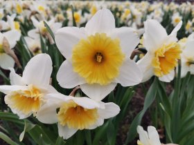 Kambarinis augalas, didžiažiedžiai narcizai, įvairūs, vazonėlio skersmuo 21 cm.