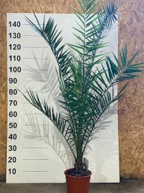 Kambarinis augalas, finikas kanarinis, vazonėlio skersmuo 28 cm.