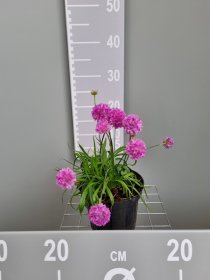 Alpinariumo augalas, gvaizdė, vazonas 2 l.