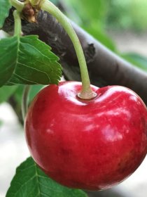 Vaismedis, trešnė "Vanda"