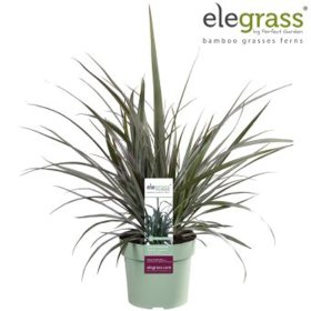 Žolinis augalas, astelia "Nervosa", vazonėlio skersmuo 19 cm.