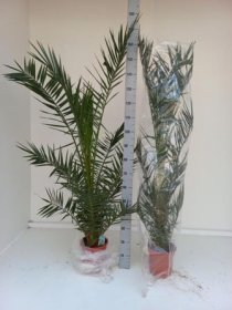 Kambarinis augalas, finikas kanarinis, vazono skersmuo 21 cm.