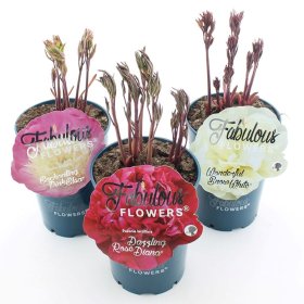 Daugiametė gėlė, ITOH bijūnas "Fabulous Flowers", vazonas 7,5 l.