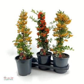 Dekoratyvinis krūmas, dyglainė, vazono skersmuo 19 cm.