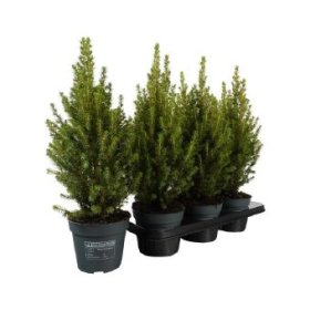 Spygliuotis, puskiparisis, vazonėlio skersmuo 15 cm.