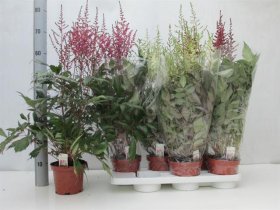 Daugiametė gėlė, astilbė, vazonėlio skersmuo 15 cm.