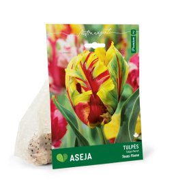 Papūginių tulpių Texas Flame svogūnėliai ASEJA Premium, 5 vnt., 11/12, (R)
