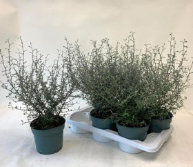 Kambarinis augalas, korokija, vazonėlio skersmuo 14 cm.