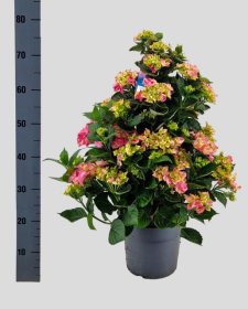 Dekoratyvinis krūmas, hortenzija "Roze", vazonėlio skersmuo 23 cm.