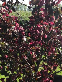 Vaismedis, obelis rojaus, raudonlapė