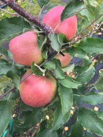 Vaismedis, obelis žieminė "Eliza"