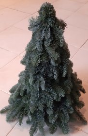 Kėnio šakų eglutė, aukštis 50 cm.