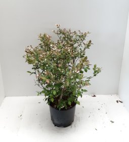 Vaiskrūmis, šilauogė "Aino", vazonėlio skersmuo 17 cm.