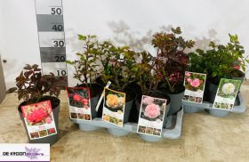 Daugiametė gėlė, rožė, įvairios, vazonėlio skersmuo 17 cm.