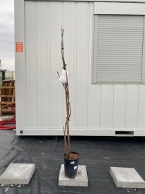 Vijoklinis augalas, ląstūnė kininė, vazonėlio skersmuo 20 cm.