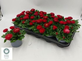 Daugiametė gėlė, saulutė (rausva), vazonėlio skersmuo 11 cm.