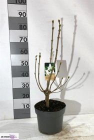 Dekoratyvinis krūmas, alyva, vazono skersmuo 26 cm.