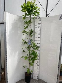 Vijoklinis augalas, visterija "Domino",  vazonėlio skersmuo 21 cm.