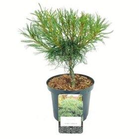 Spygliuotis, pušis veimutinė "Tiny Curls", vazonėlio skersmuo 18 cm.