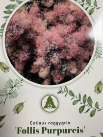 Dekoratyvinis krūmas, pūkenis, ant stiebo, vazonėlio skersmuo 23 cm.