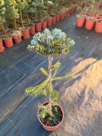 Spygliuotis, kėnis korėjinis "Kohout's Icebreaker", ant stiebo, vazonėlio skersmuo 19 cm.