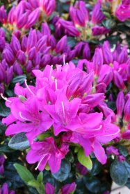 Dekoratyvinis krūmas, japoninė azalija "Purpurtraum", vazonas 2 l.