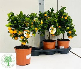 Kambarinis augalas, mandarinmedis, vazonėlio skersmuo 18 cm.
