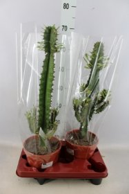 Kambarinis augalas, karpažolė "Ingens", vazonėlio skersmuo 19 cm.