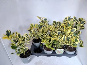 Dekoratyvinis krūmas, bugienis "Golden King", vazonėlio skersmuo 13 cm.