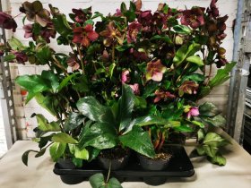 Daugiametė gėlė, eleboras (Helleborus) "Ice red", vazonėlio skersmuo 15 cm.