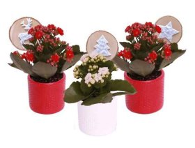 Kambarinis augalas, kalankė, keraminiame vazonėlyje su dekoracija, vazonėlio skersmuo 7 cm.