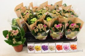 Kambarinis augalas, kalankė, vazonėlio skersmuo 7 cm.