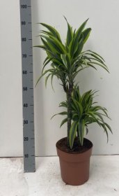 Kambarinis augalas, dracena "Lemon Lime", vazonėlio skersmuo 21 cm.