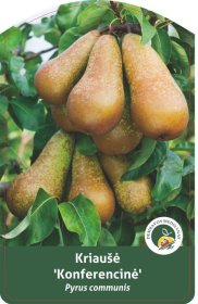 Vaismedis, kriaušė “Conference” (Pyrus communis)