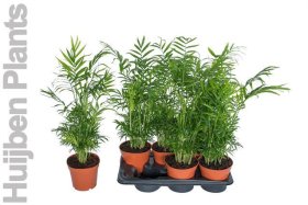 Kambarinis augalas, grakščioji chamedorėja, vazonėlio skersmuo 17 cm.