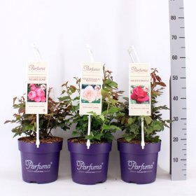 Daugiametė gėlė, rožė "Parfuma", vazonas 5 l.
