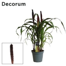 Žolinis augalas, soruolė "Purple Baron", vazono skersmuo 17 cm.