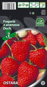 Braškių daigai (frigo) Ostara A, 3 vnt. pakuotėje