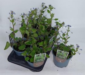 Daugiametė gėlė, brunera didžialapė, vazono skersmuo 17 cm.