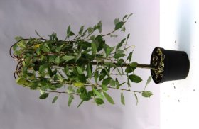 Dekoratyvinis medis, blindė (gluosnis) Pendula, vazonas 3 l