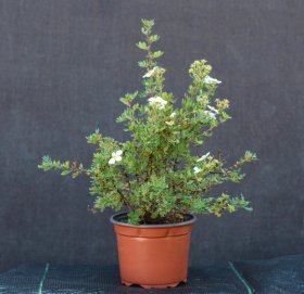 Dekoratyvinis krūmas, sidabražolė krūminė "Abbotswood", baltos sp., vazonėlio talpa 2 l.